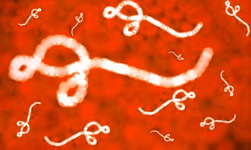 microscopic image of ebola germs